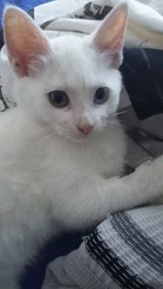 Laly - chaton femelle née en septembre 2016