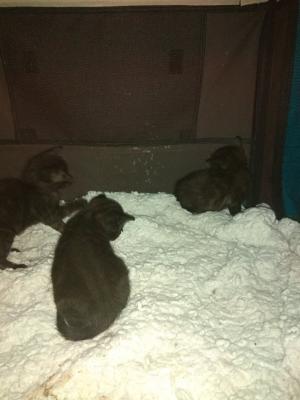 3 chatons noirs animalis